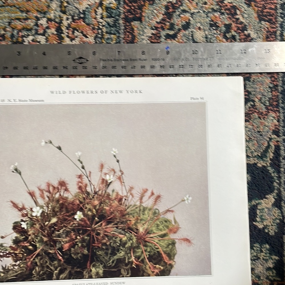 🌹FREE w/purchase Antique Botanical Plant print over 100 years old Vintage - Picture 3 of 7